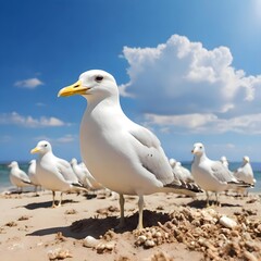 seagull on the beach under sunlight