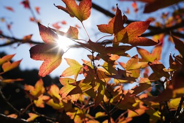 太陽に照らされるカエデの紅葉