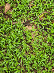background from a green grass