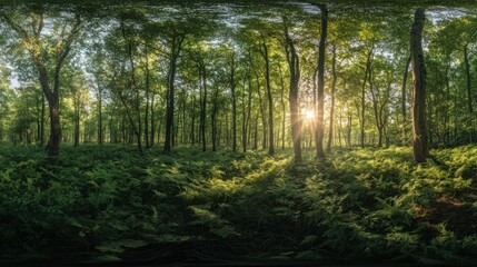 Obraz premium Sunlit forest 360 panorama, ferns, morning, nature, tranquil