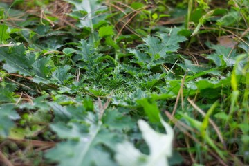 Close-up photo of a large green leaf, possibly with small leaves and flower buds or twigs, in a dense wild growth environment under natural daylight
