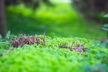 Close-up image of a nest amidst moss or foliage, possibly surrounded by ferns or wild herbs Soft lighting and various shades of green suggest a wooded area A hint of blue in the background indicate