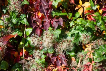 A vibrant collage of plant life dominates the image, with shades of green, red, and yellow creating a visually appealing display of leaves and flowers Digitally composed elements blend seamlessly to