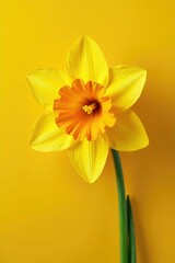A large daffodil with a bright yellow and orange gradient on its petals, gradient, orange