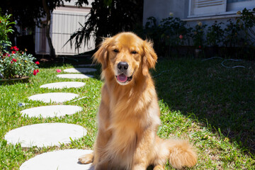 Adorable Golden Retriever dog sitting in a grassy garden, with a white stones path in the background. The dog displays a friendly expression, with its tongue out, enjoying the sunny day outdoors
