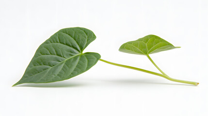 Fototapeta premium Two vibrant green leaves on a slender stem, isolated against a stark white background. The leaves display intricate venation and a fresh, healthy appearance.