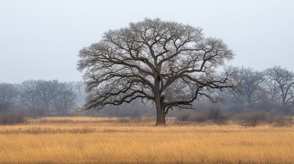 Obraz premium A towering tree in a golden grassland, with a soft mist rolling through the background.