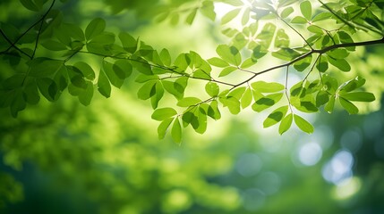 Obraz premium Sunlit green leaves branch, forest background, nature backdrop, spring
