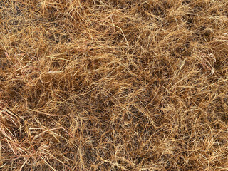 dry grass in field, agriculture