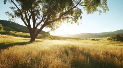 A wide shot of a large tree casting its shadow over a sunlit grassland with hills in the distance.