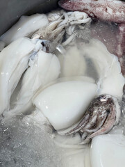 squid in the ice