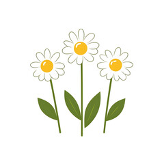 Fototapeta premium Modern Minimal Icon of Three Daisies on White Background