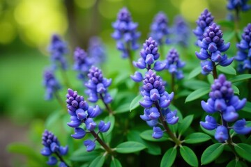 Fototapeta premium Low growing evergreen shrub with blue-purple flowers in clusters, , spring blooms