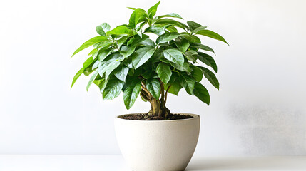 Obraz premium A lush green bonsai tree in a speckled white pot sits against a minimalist white background. The plant's vibrant leaves and carefully shaped branches create a serene and elegant scene.