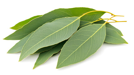Fototapeta premium A bunch of fresh eucalyptus leaves isolated on a white background. The vibrant green leaves are detailed, showing their natural texture and veins.
