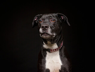 cute dog on an isolated background in a studio shot