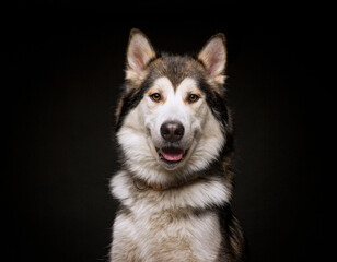 cute dog on an isolated background in a studio shot