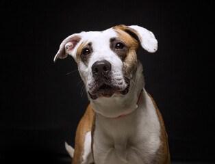 cute dog on an isolated background in a studio shot