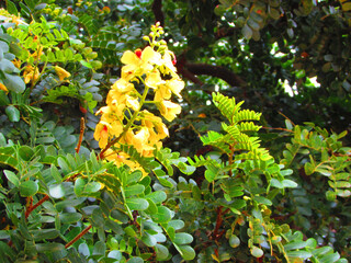 Beautiful yellow flowers of the Pau Brasil tree on a beautiful sunny day