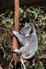 Koala on eucalyptus tree in Lone Pine Koala Sanctuary, Brisbane, Australia