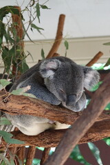 Koala sleeping on eucalyptus tree in Lone Pine Koala Sanctuary, Brisbane, Australia