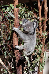 Koala on eucalyptus tree in Lone Pine Koala Sanctuary, Brisbane, Australia