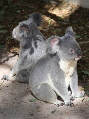 Two koalas in Lone Pine Koala Sanctuary, Brisbane, Australia
