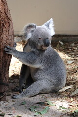 Koala in Lone Pine Koala Sanctuary, Brisbane, Australia