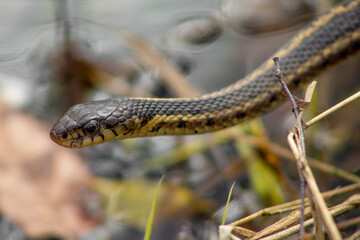 Snake Peeking