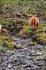 Highland Cow in Stream