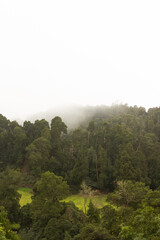 Through the Fog: A Mystical Forest Journey