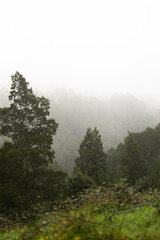 Fototapeta premium Through the Fog: A Mystical Forest Journey