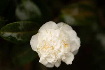 The Greenhouse of Growth: A Lush Haven of Nature