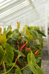 The Greenhouse of Growth: A Lush Haven of Nature