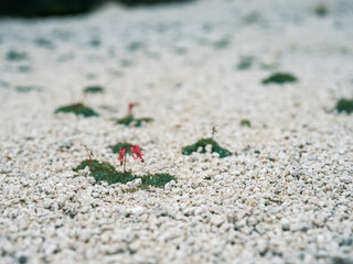 燕岳に咲くコマクサ