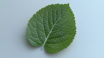 Close-up of a single, vibrant green leaf with serrated edges, detailed veins, and a textured surface, set against a soft, light blue background.