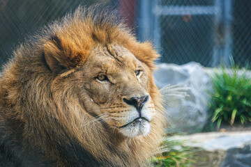 lion in the zoo