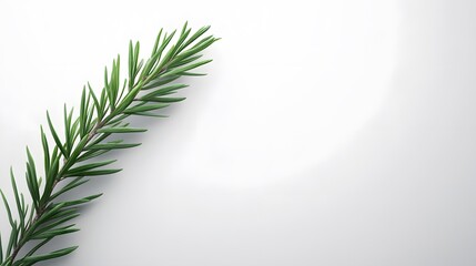 A single green sprig on white background