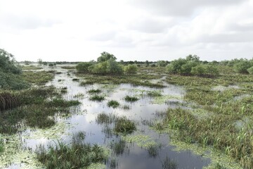 Fototapeta premium Serene Wetland Landscape with Lush Vegetation and Cloudy Sky