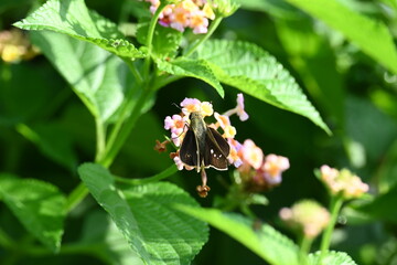 Pelopidas mathias butterfly. Its other names  dark small branded swift, small branded swift, lesser millet skipper and  black branded swift. This is a butterfly belonging to the family Hesperiidae. 