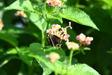 Pelopidas mathias butterfly. Its other names  dark small branded swift, small branded...