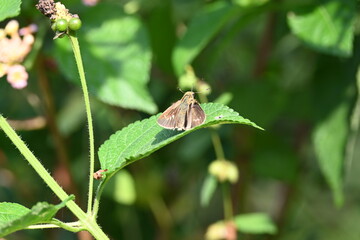 Pelopidas mathias butterfly. Its other names  dark small branded swift, small branded swift, lesser millet skipper and  black branded swift. This is a butterfly belonging to the family Hesperiidae. 