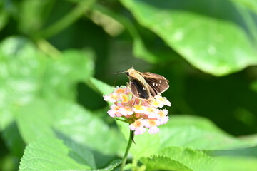 Pelopidas mathias butterfly. Its other names  dark small branded swift, small branded...