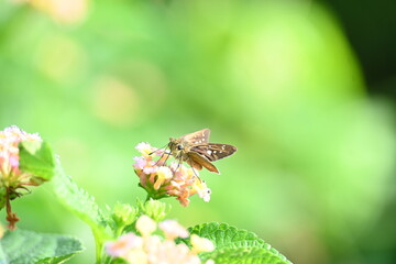Pelopidas mathias butterfly. Its other names  dark small branded swift, small branded swift, lesser millet skipper and  black branded swift. This is a butterfly belonging to the family Hesperiidae. 
