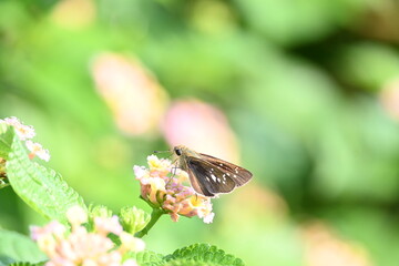 Pelopidas mathias butterfly. Its other names  dark small branded swift, small branded swift, lesser millet skipper and  black branded swift. This is a butterfly belonging to the family Hesperiidae. 
