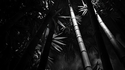 Naklejka premium Bamboo stalks reaching upward, forest undergrowth, monochromatic, nature backdrop