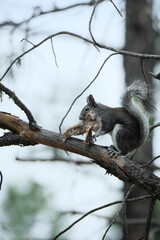 squirrel on tree with a mushroom in its mouth