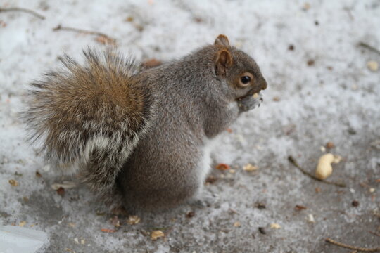Squirrel eating peanuts in winter snow