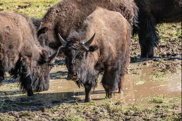 American plains bison (Bison bison) at a muddy watering hole, on the North Rim of the Grand Canyon.
