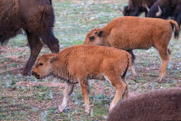 Fototapeta premium Pair of young calves, American Plains Bison (bison bison bison) walking across a grassy field. Other bison in the background. At Grand Canyon's North Rim. 